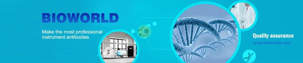 Recombinant Protein a Protein