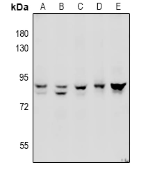 Adam10 Polyclonal Antibody