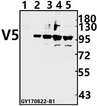 Anticorpo monoclonal V5-Tag aprovado pela CE, ISO9001